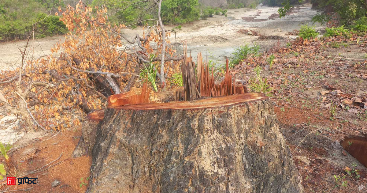 दाङमा एक सामुदायिक वनले अर्को सामुदायिक वनका रुख काटेपछि विवाद