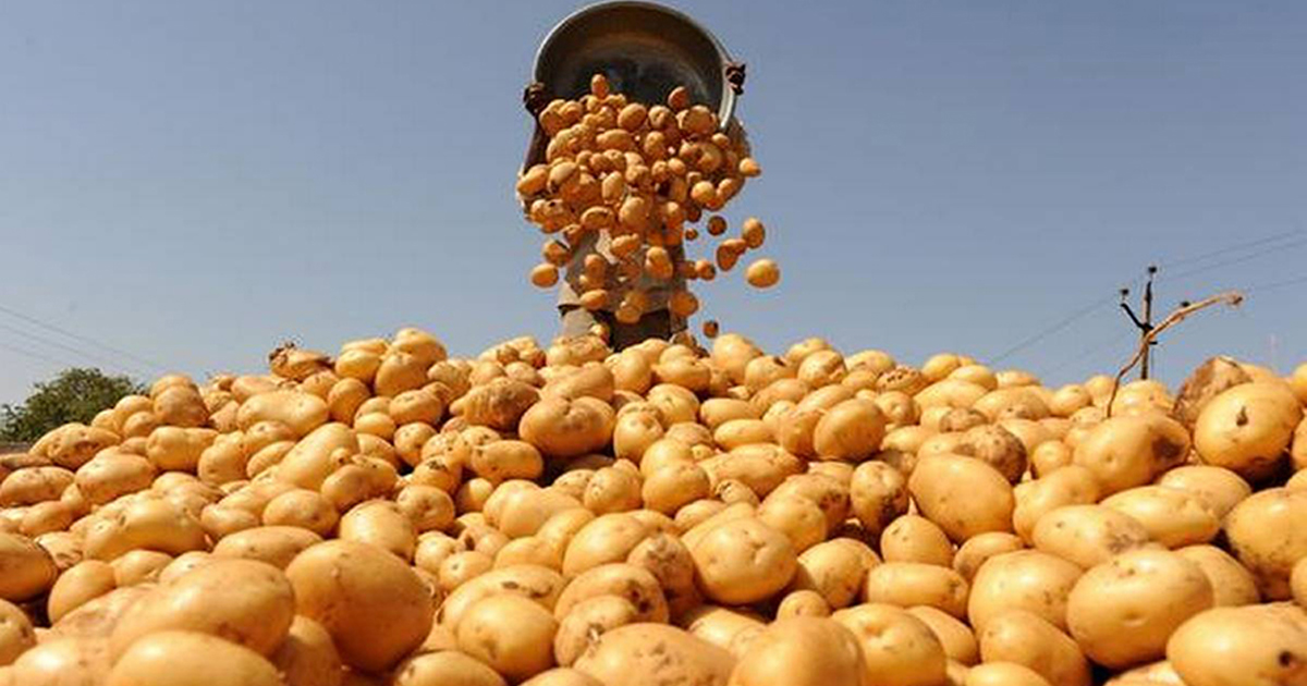 भोजपुरका किसानलाई हिउँदे आलु भित्र्याउने चटारो : ५१ हजार मेट्रिकटन बढी उत्पादनको अपेक्षा