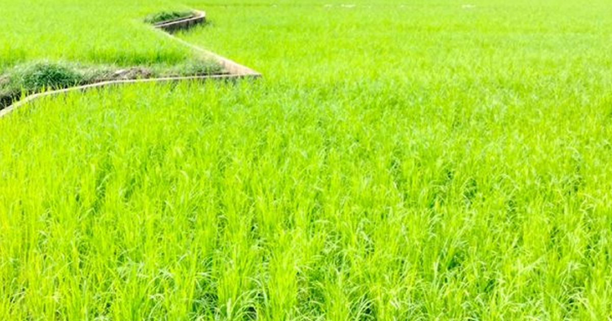 धान दिवसमा कञ्चनपुरका किसानलाई चिन्ता, सिँचाइ अभाव र खडेरीले ५० प्रतिशत पनि भएन रोपाइँ