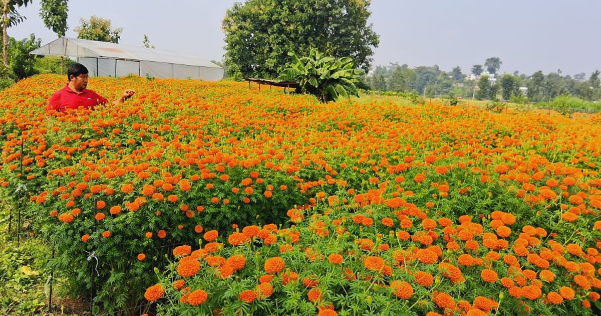 तिहारमा सयपत्री फूलको बेचेर स्याङ्जाका एक किसानले कमाए ५ लाख