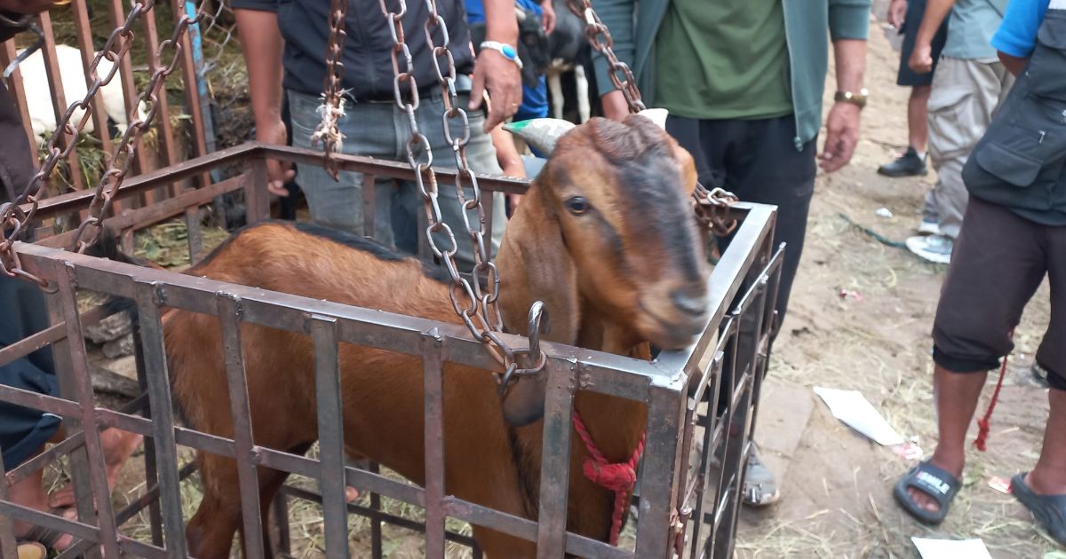 दसैँमा खसीबोकाको माग बढेपछि धनुषाको सखुवा बजार सातामा ३ दिन सञ्चालन हुने