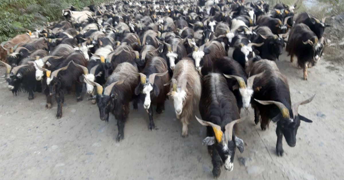 दसैंमा मुस्ताङ हुँदै ३५ करोड बराबरका भेडा च्याङ्ग्रा निकासी
