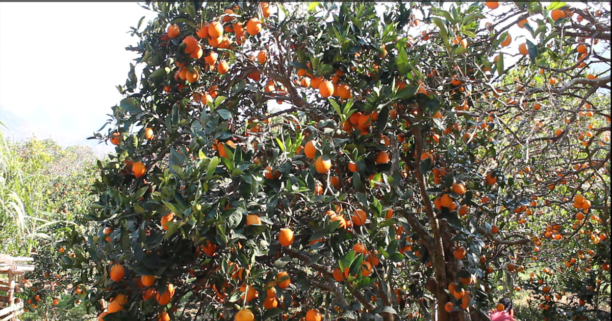 रामेछापमा  जुनार उत्पादन ४० प्रतिशतले  बढ्यो