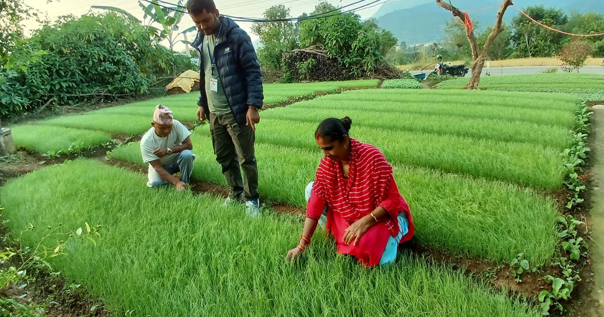 प्याजका बिरुवा बेचेर एक मौसममा डेढ लाख आम्दानी