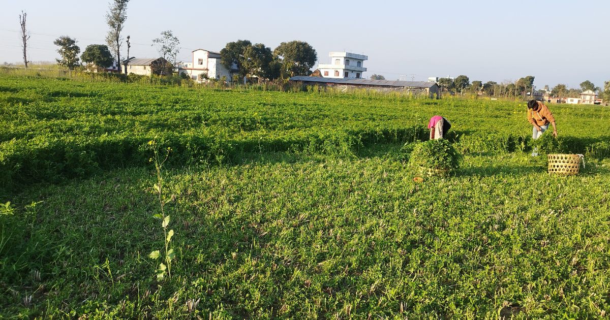 बर्सिम घाँसखेतीले पशुपालक किसानलाई सहज