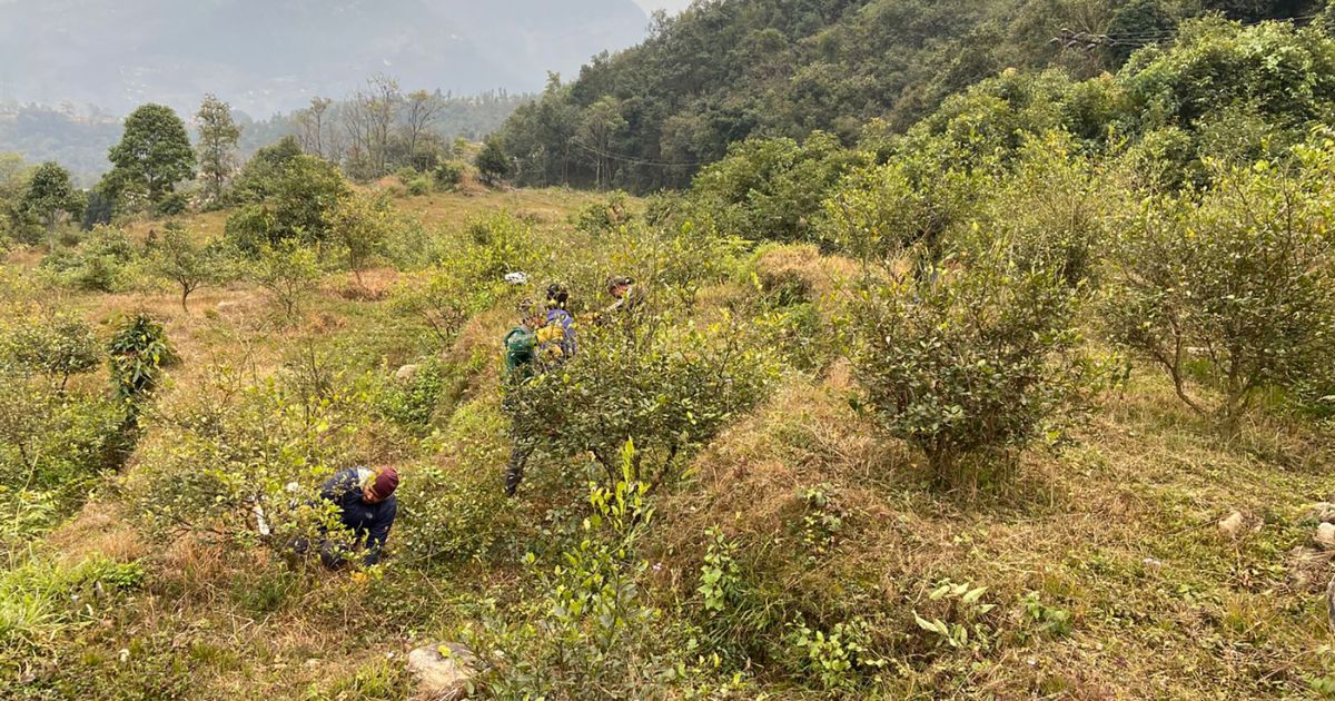 बसाइँसराइका कारण रित्तिँदै गएको गाउँमा डेढ करोड लगानीमा कागतीखेती सुरु