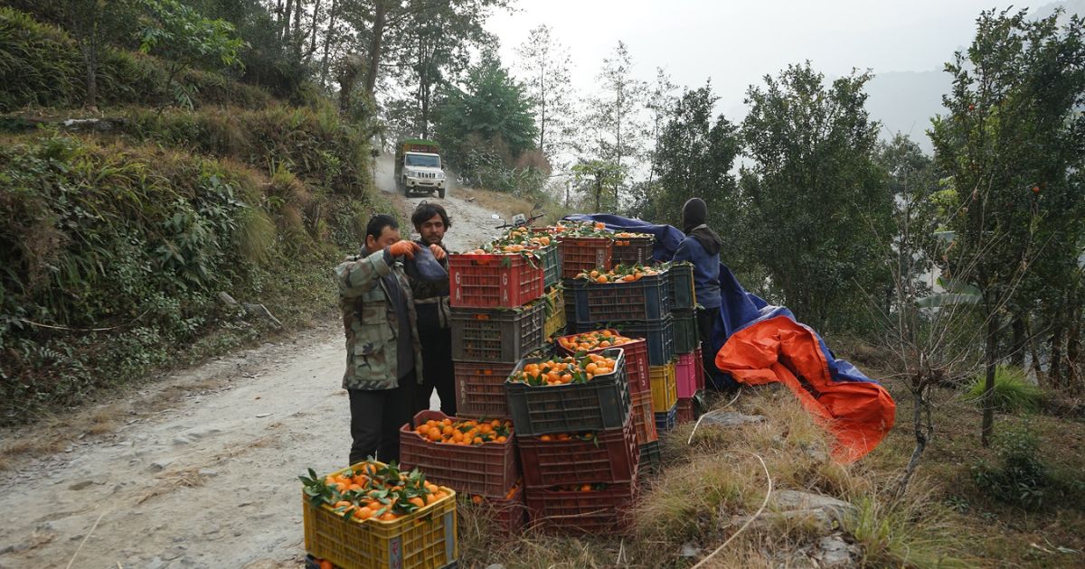 म्याग्दीमा ४७८१ मेट्रिकटन सुन्तला उत्पादन, ३३ करोड ४६ लाख मूल्य बराबरको बिक्री