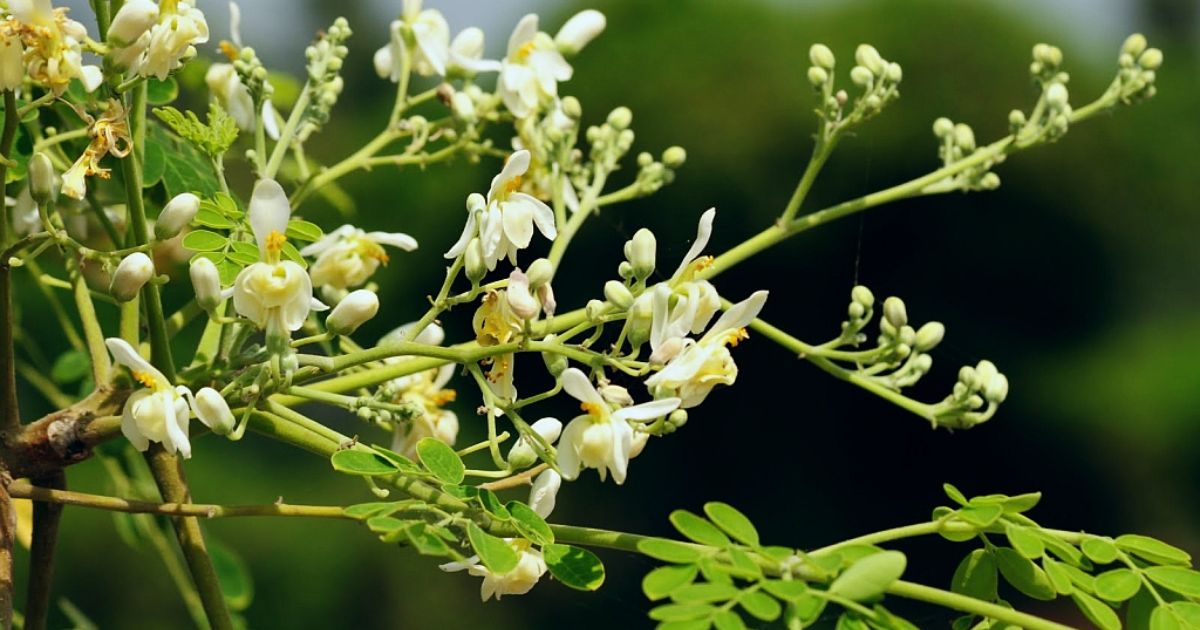 सोहिजनका बोट सेताम्य फूलेपछि किसान खुसी, व्यावसायिक खेतीतर्फ आकर्षण बढ्दो