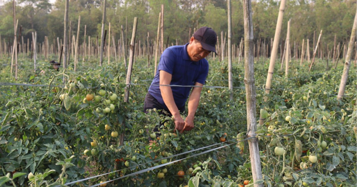 सागसब्जी बेचेर मासिक एक लाख आर्जन गर्दै सुनसरीका सुरकुमार