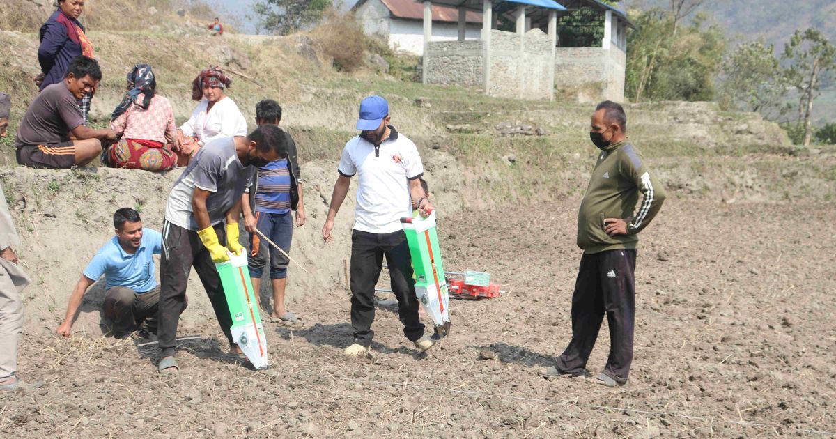 सामूहिक मकैखेती गर्दै ताप्लेजुङका किसान