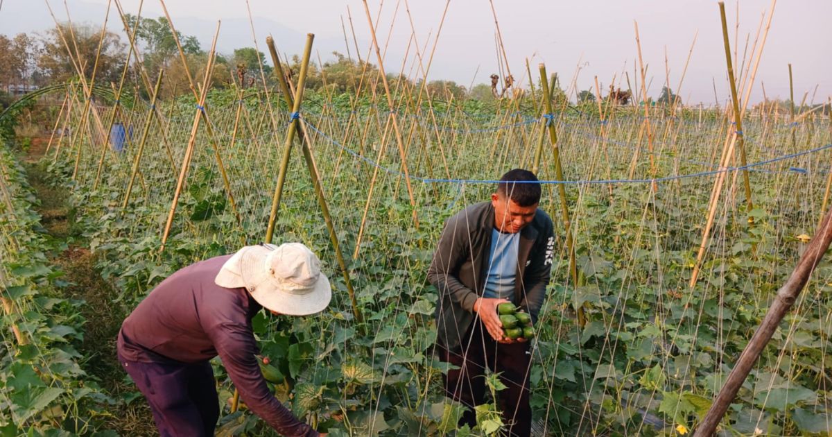 तरकारीखेतीबाट वार्षिक २० लाख आम्दानी गर्दै थापा दाजुभाइ