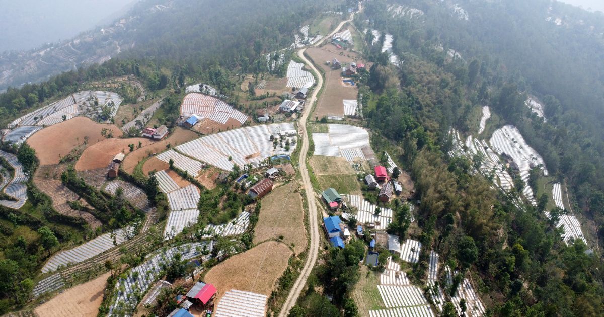 पौवादुङमामा पाँच सय हेक्टरमा अकबरे खुर्सानीको व्यावसायिक खेती फस्टाउँदो, वार्षिक आम्दानी ३० करोडको लक्ष्य
