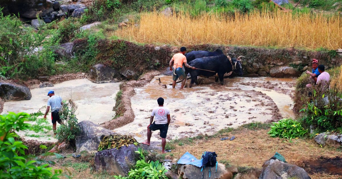बागलुङमा गोरु पाल्ने किसानलाई प्रोत्साहन : काठेखोला गाउँपालिकाद्वारा पोषण भत्ता वितरण