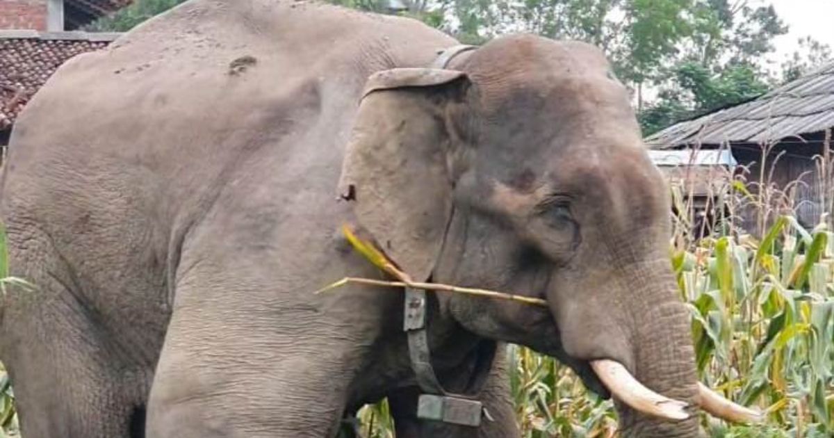 रौतहटमा ‘एमगज’ नामक हात्तीको विध्वंश रोकिएन, स्थानीय त्रसित