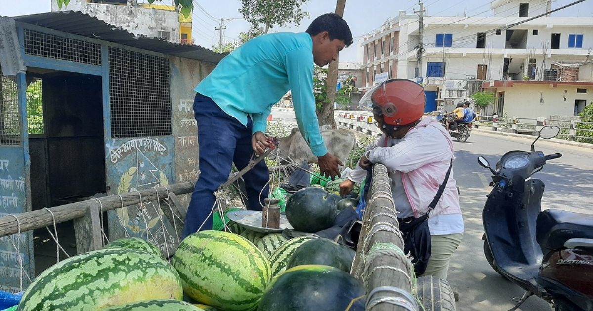 खरबुजा बिक्रीबाट दैनिक १२ हजारसम्म आम्दानी गर्दै कैलालीका किसान