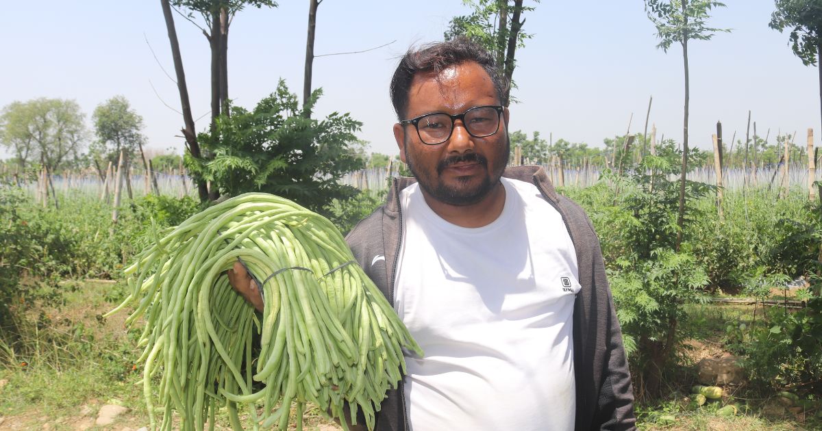 जग्गा भाडामा लिएर करोडौंको तरकारी उत्पादन गर्दै महेन्द्र, ३८ जनालाई रोजगारी