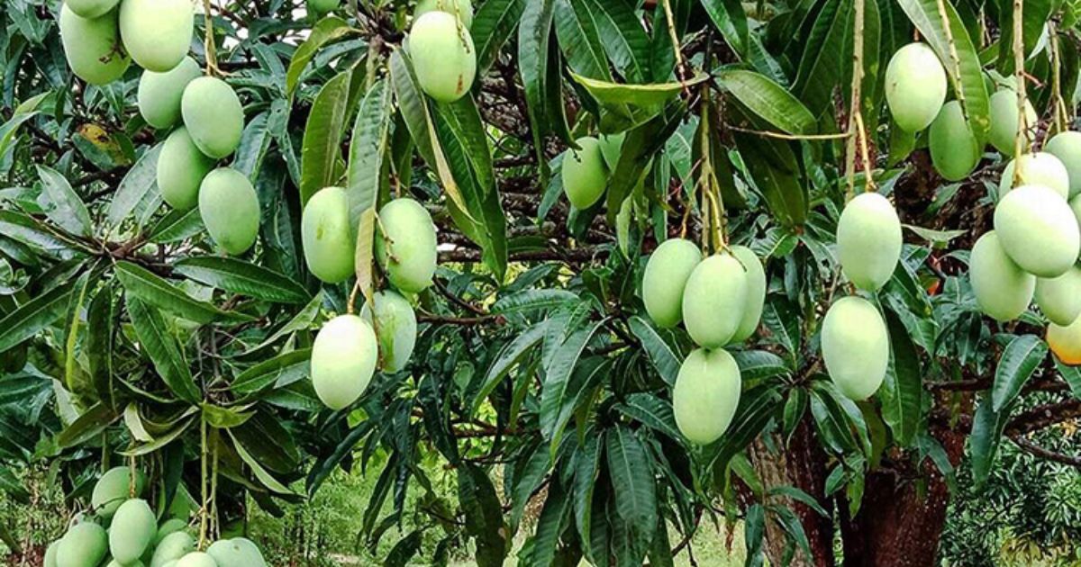 मालदह आँपको बजार मूल्य दोब्बरले बढ्यो, किसान भने अझै असन्तुष्ट