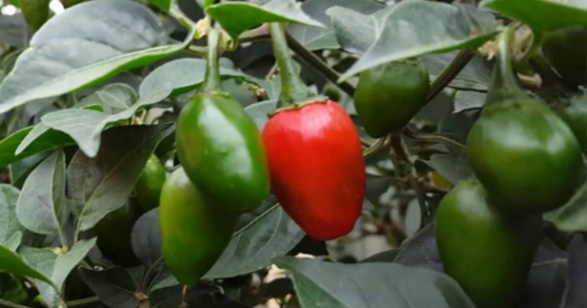 रूसबाट फर्केर स्याङ्जाका युवाले ३० रोपनी जग्गा भाडामा लिएर सुरु गरे व्यावसायिक अकबरेखेती