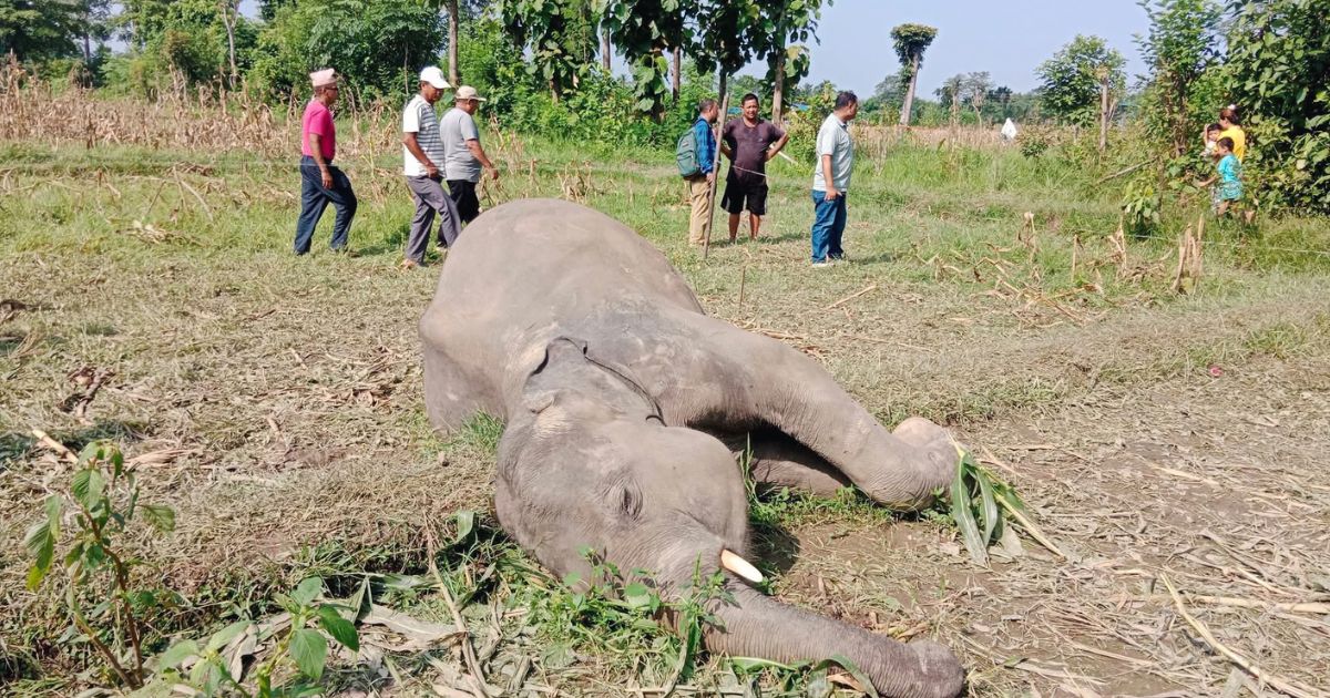 सुनसरीको बराहक्षेत्रमा जंगली हात्ती मृत फेला