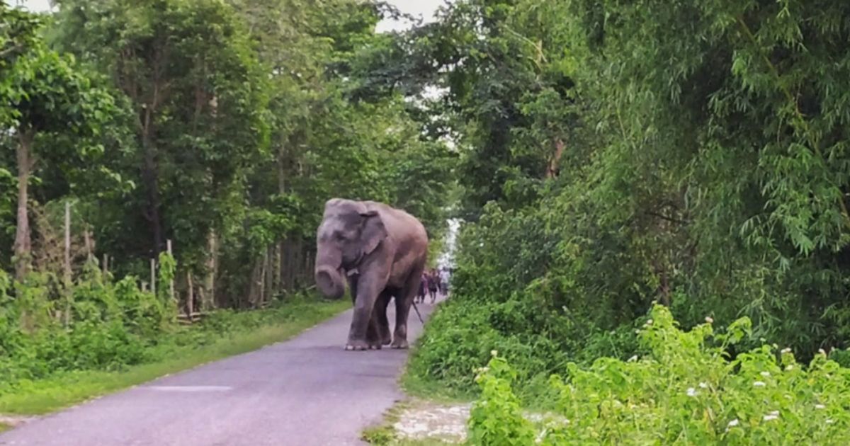 ध्रुवे हात्तीको दाह्रा काट्ने तयारी