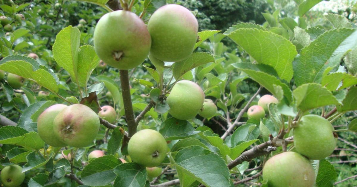 बजारमा ‘जुम्ली स्याउ’को दबदबा, भारततर्फ मात्रै ४१ करोडको बिक्री