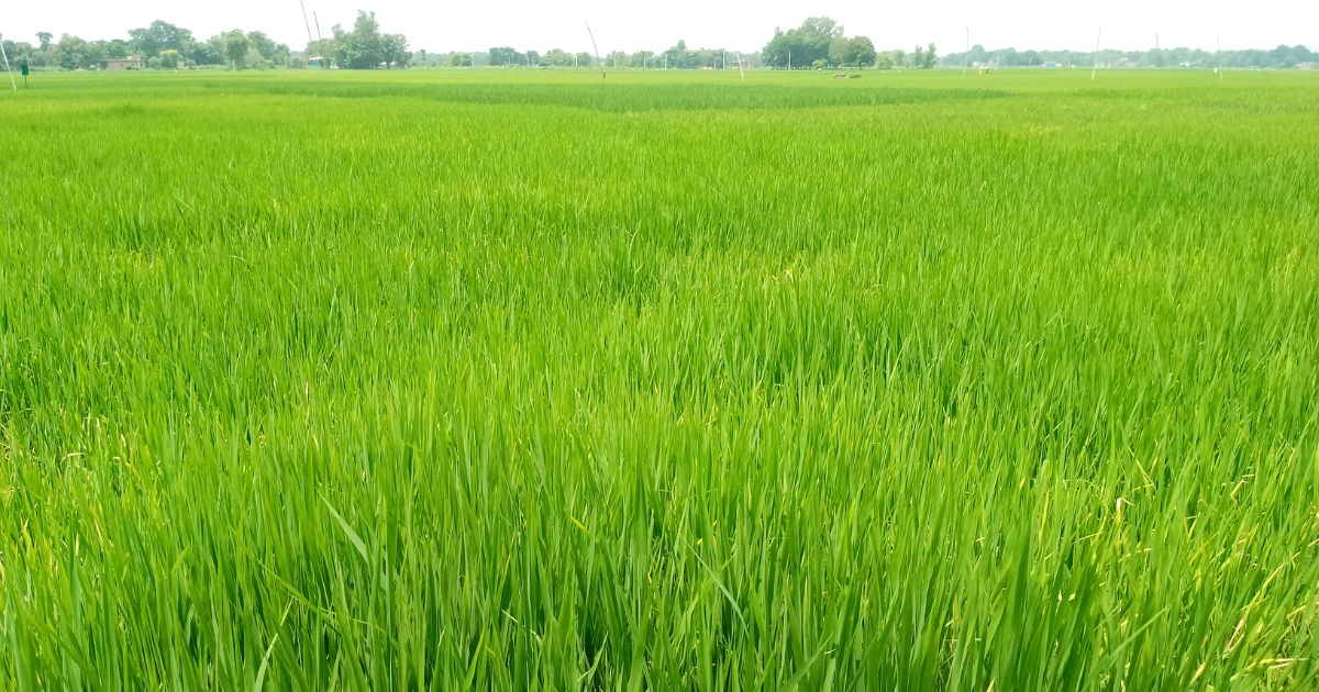 समयमै सिँचाइ र मलको अभावले महोत्तरीका किसान धानखेतीप्रति अन्योलमा