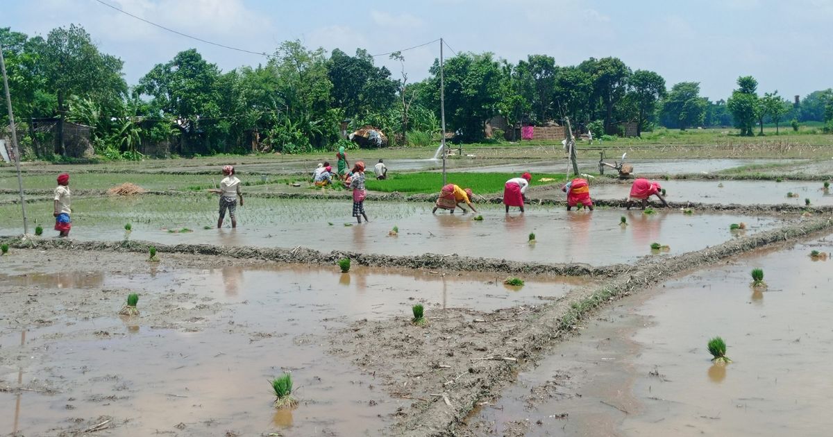 मधेस प्रदेशमा रोपाइँको चटारो, पर्याप्त वर्षा भएपछि किसान उत्साहित