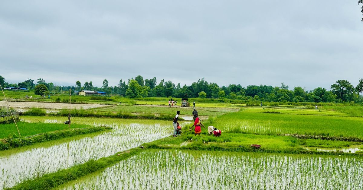 देशभर धान रोपाइँ गत वर्षको तुलनामा करिब १३ प्रतिशतले घट्यो