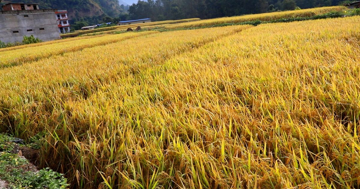 लागत उठाउनै मुस्किल भएपछि चैते धान छोड्दै किसान, १५ देखि २० प्रतिशतले क्षेत्रफल घट्ने