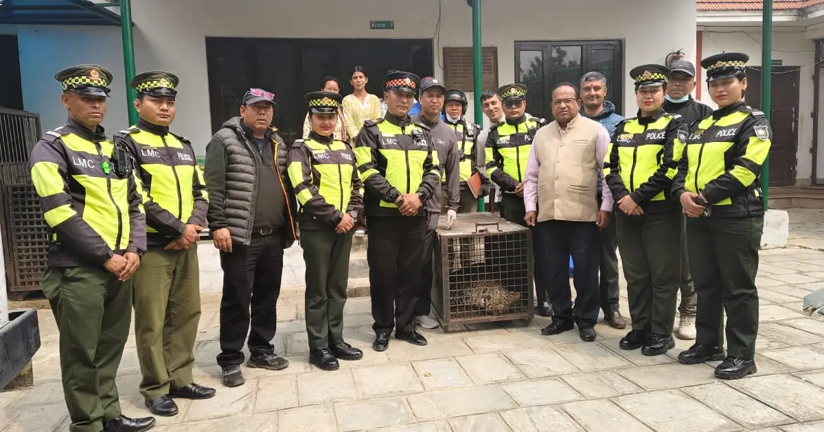 माछापुच्छ्रे स्कुलको स्टोरबाट चितुवाको उद्धार, उपचारपछि प्राकृतिक बासस्थानमै छाडिने