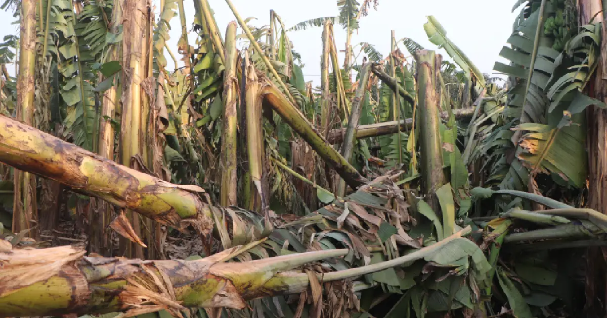 चितवनमा हावाहुरीले केराखेती सोत्तर : ४ करोडभन्दा बढीको क्षति भएको प्रारम्भिक अनुमान