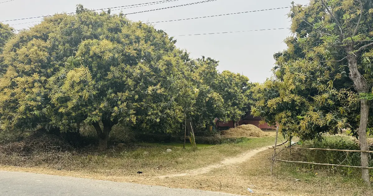 सिरहाका बगैँचामा ढकमक्क मञ्जरी, आँपको उत्पादन बढ्ने अपेक्षा