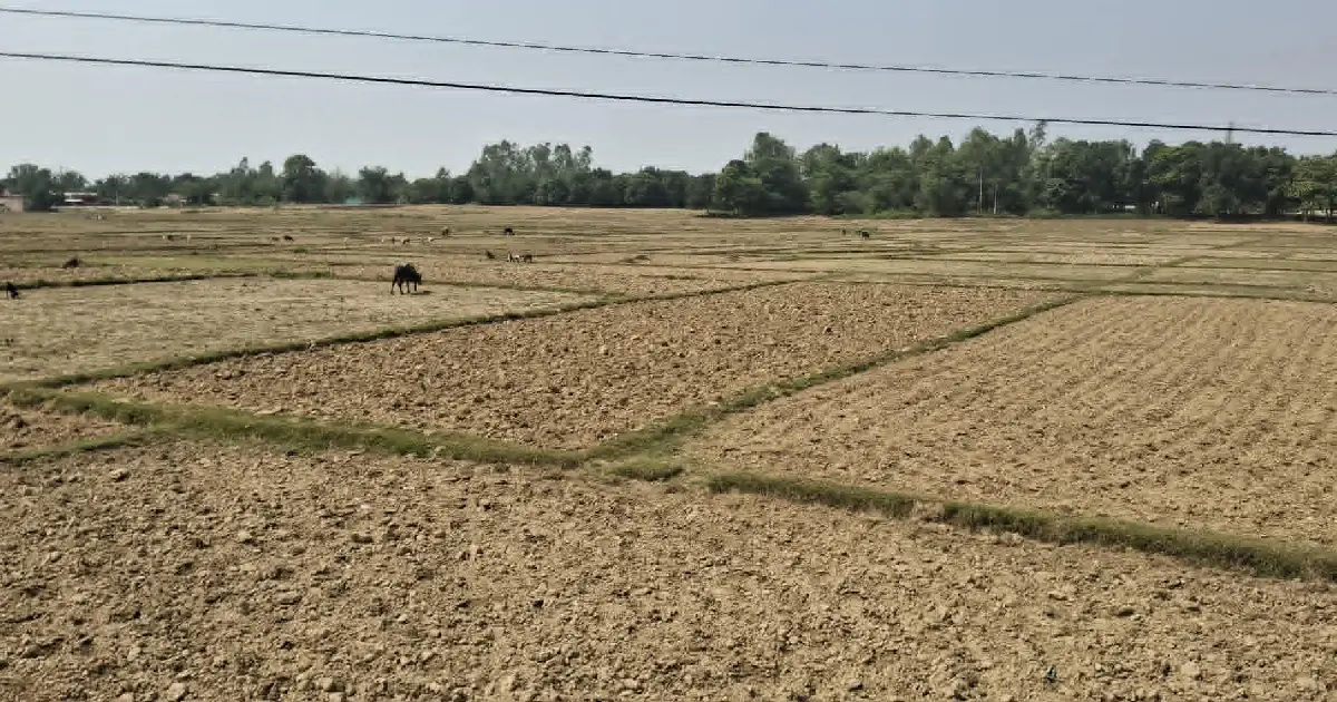 असार सकिन लाग्दा पनि बाँकेका खेतका फाँट धुलाम्मे, बीउको ब्याडमै फाट्यो धाजा