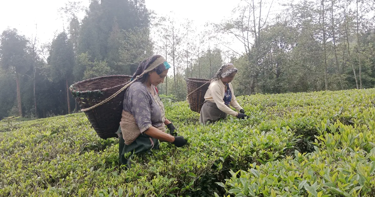 भारतको नयाँ नियमले नेपाली चिया ठप्प, इलामका ५३ चिया उद्योग असार देखि बन्द हुँदै
