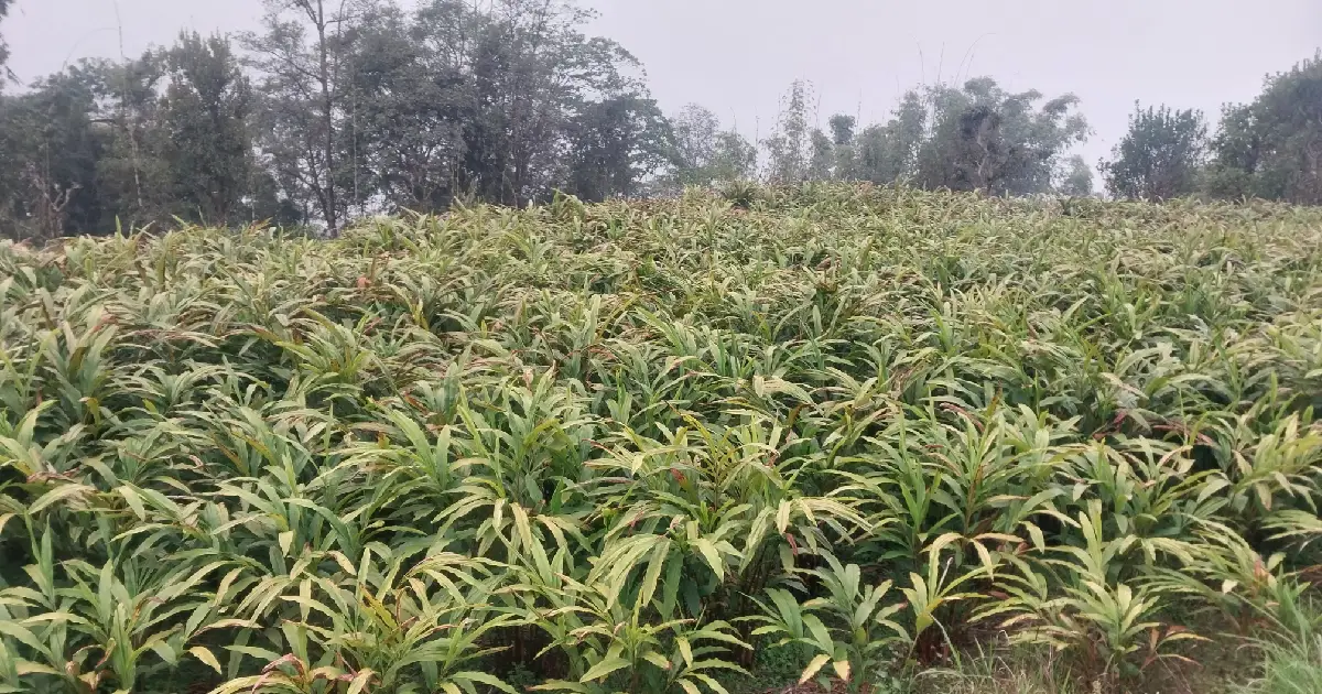 अलैँचीको भाउले इतिहास रच्यो : माङसेबुङका किसानले एकै वर्षमा कमाए १६ देखि १७ लाख रुपैयाँ