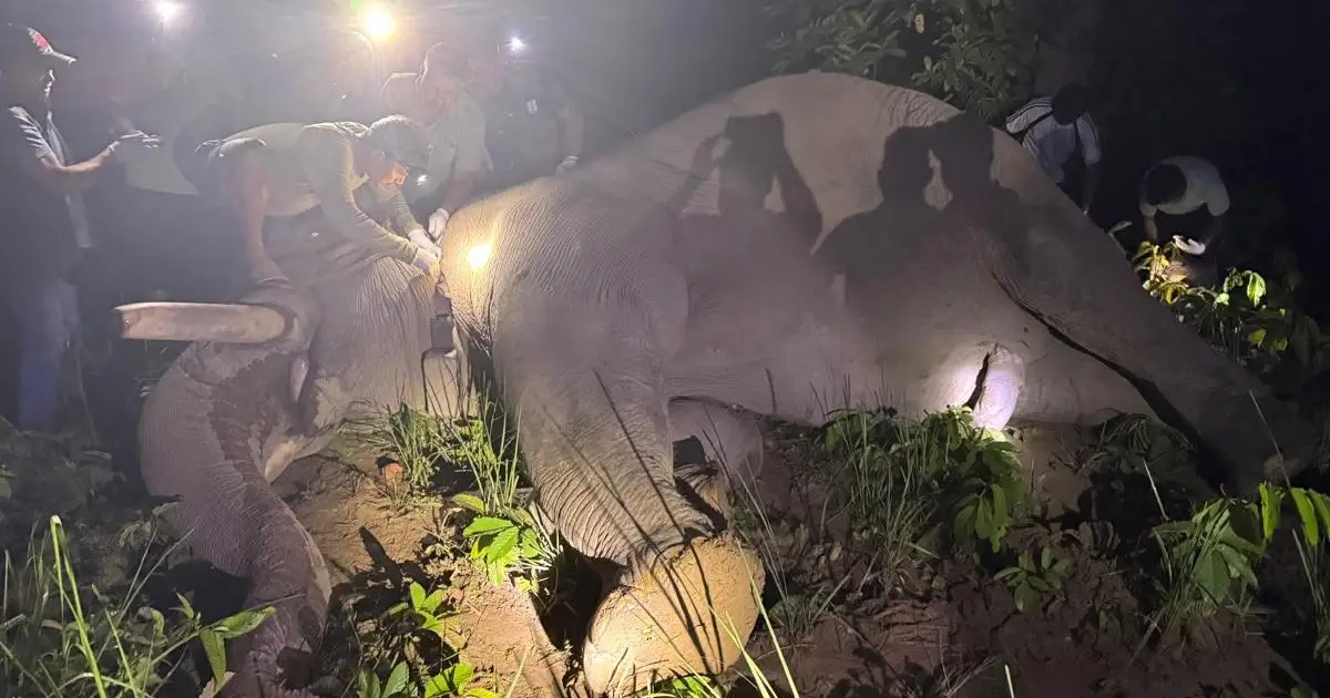 चौथो पटक काटियो ध्रुर्वे हात्तीको दाह्रा, रेडियो कलर जडान गरी प्रत्येक १० मिनेटमा निगरानी