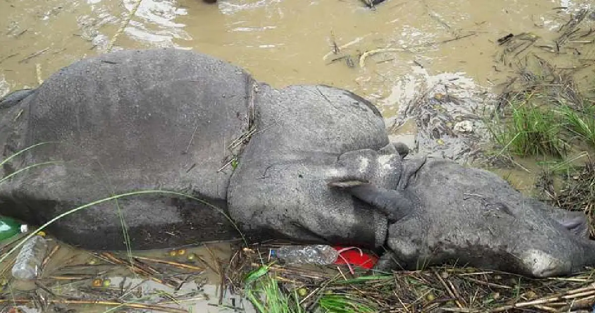 चितवनमा एक वर्षमा २२ गैँडा मरे, दुई वटाको मृत्यु करेन्ट लागेर