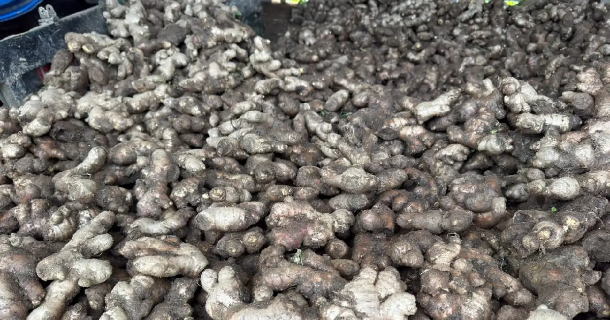 इलाममा अदुवाको आकर्षक मूल्य, प्रतिमन सात हजारसम्म पुग्यो भाउ