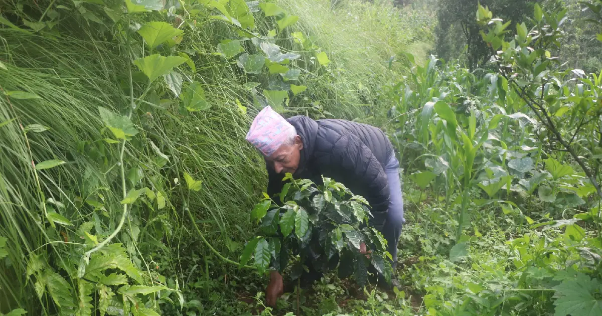 परम्परागत खेती छोडेर कफीतर्फ आकर्षित भोजपुरका किसान, षडानन्द नगरपालिकाको करिब ३ करोडको परियोजना