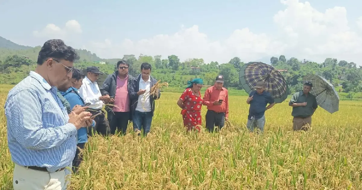 मरुवा रोगका कारण गोरखामा चैते धानको उत्पादन ३५ प्रतिशतले घट्यो