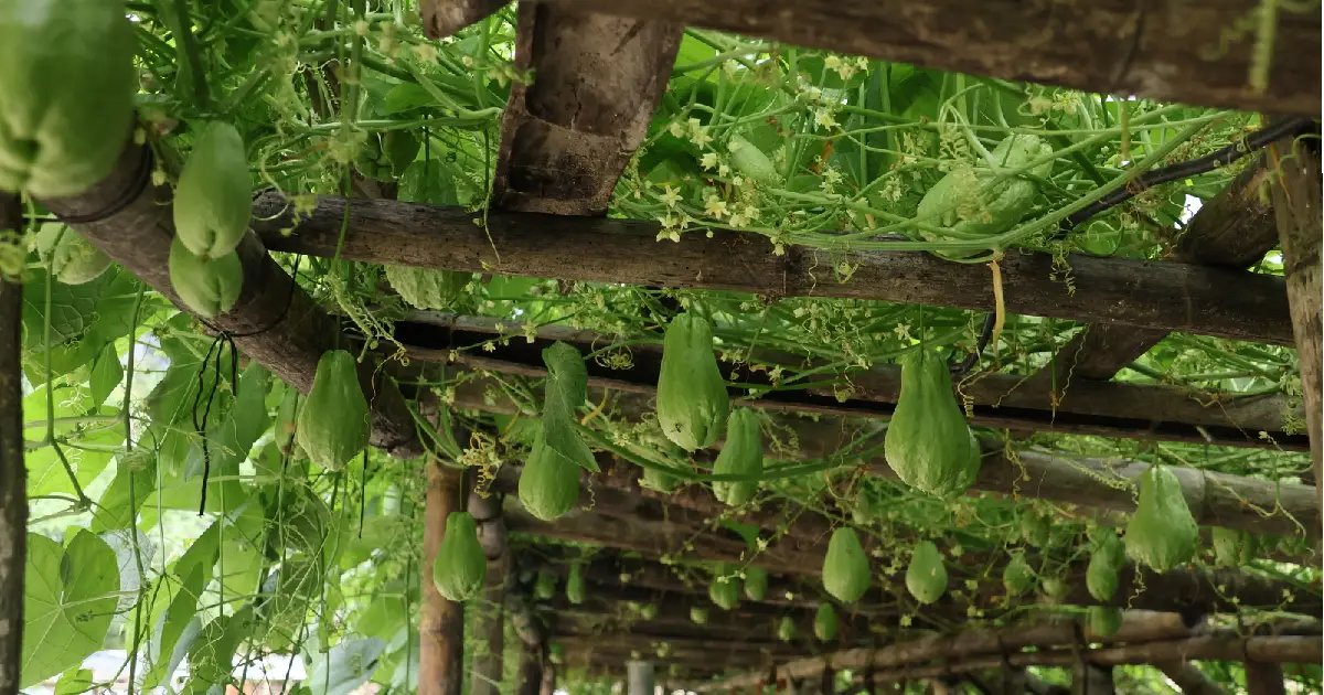 ३५ वर्षदेखि इस्कुसखेतीमा शङ्खरापुरका किसान, मुन्टादेखि जरासम्म बेचेर मनग्गे आम्दानी