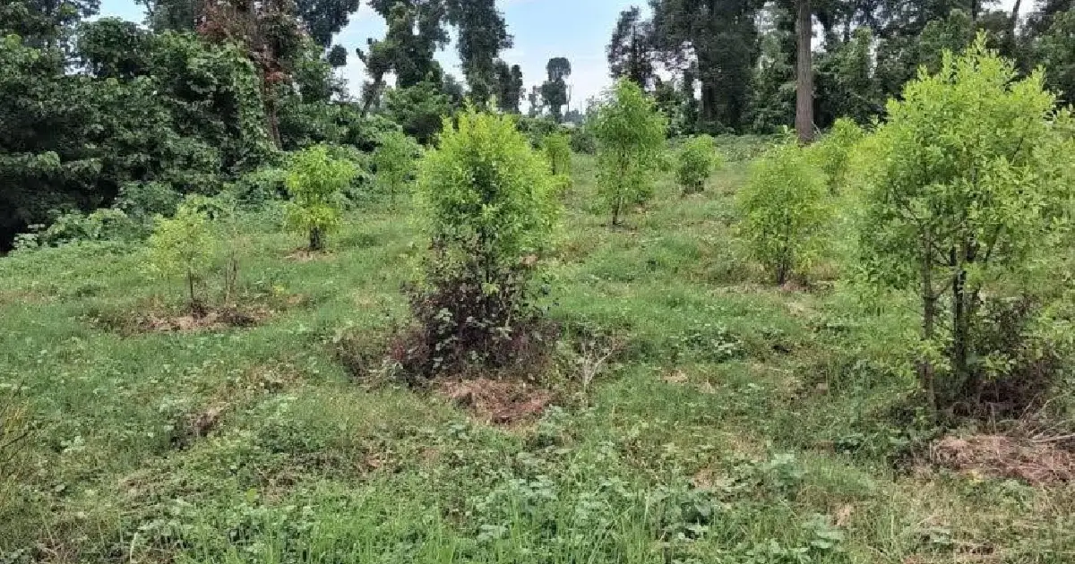 उत्पादनमुखी वृक्षरोपणले बदलिँदै कैलालीका सामुदायिक वन, खाली जमिनमा फलफूल र जडीबुटी रोपिँदै