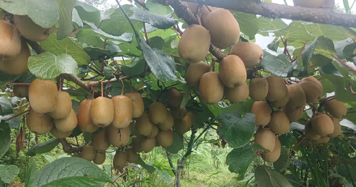 सन्दकपुरका वडाध्यक्ष सनम राई, राजनीतिसँगै किवी खेतीबाट वार्षिक ३ लाख आम्दानी