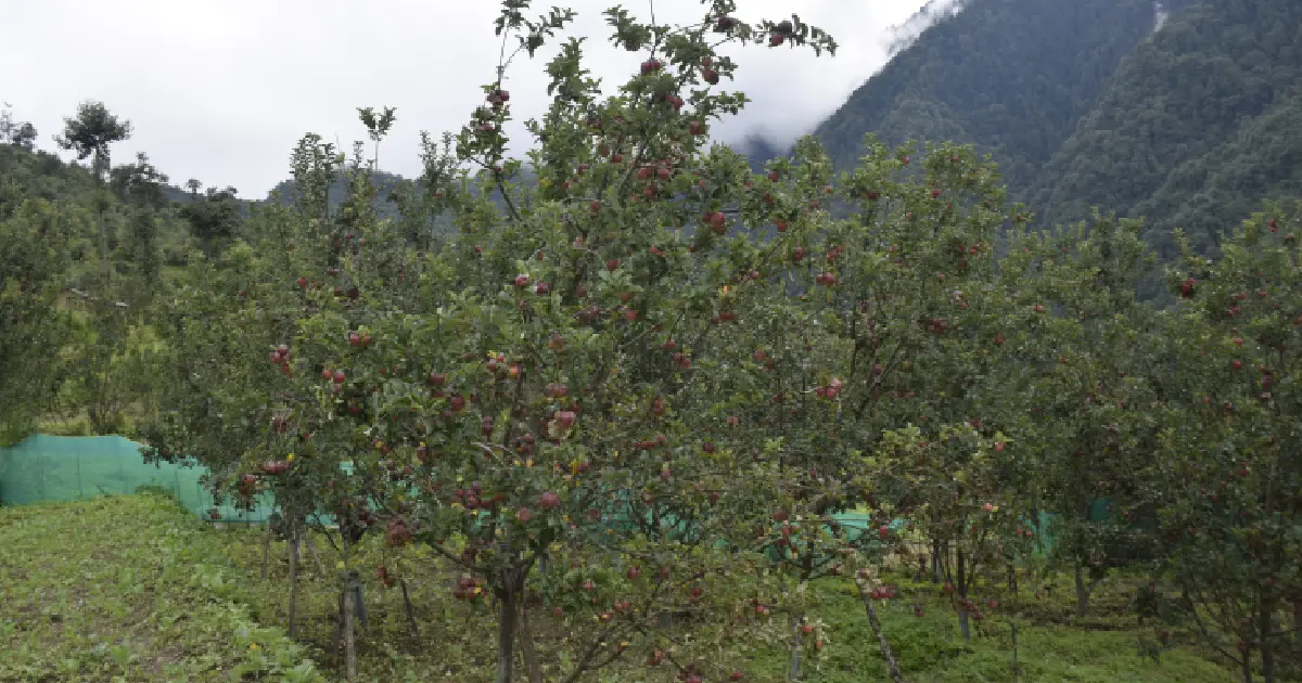 बगैँचामा स्याउ लटरम्म, किसानलाई बजार र ढुवानीकै चिन्ता, बझाङका कृषक निराशामा