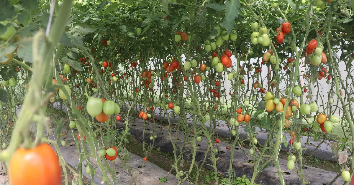 डडुवाका किसानको फेरिएको पहिचान : पहिले किनेर खान्थे, अहिले तरकारी बेचेर कमाउन थाले