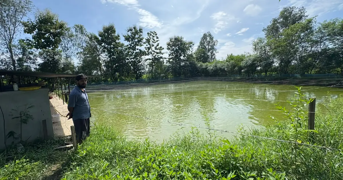 कैलालीमा माछापालन व्यवसायबाट वार्षिक १५ लाख बचत गर्दै किसान हेमन्त खरेल