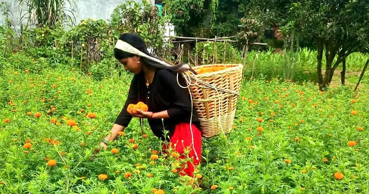 आँबुखैरेनीमा ४५ रोपनीमा सयपत्री फूलखेती, ४५ महिला आत्मनिर्भरतातर्फ