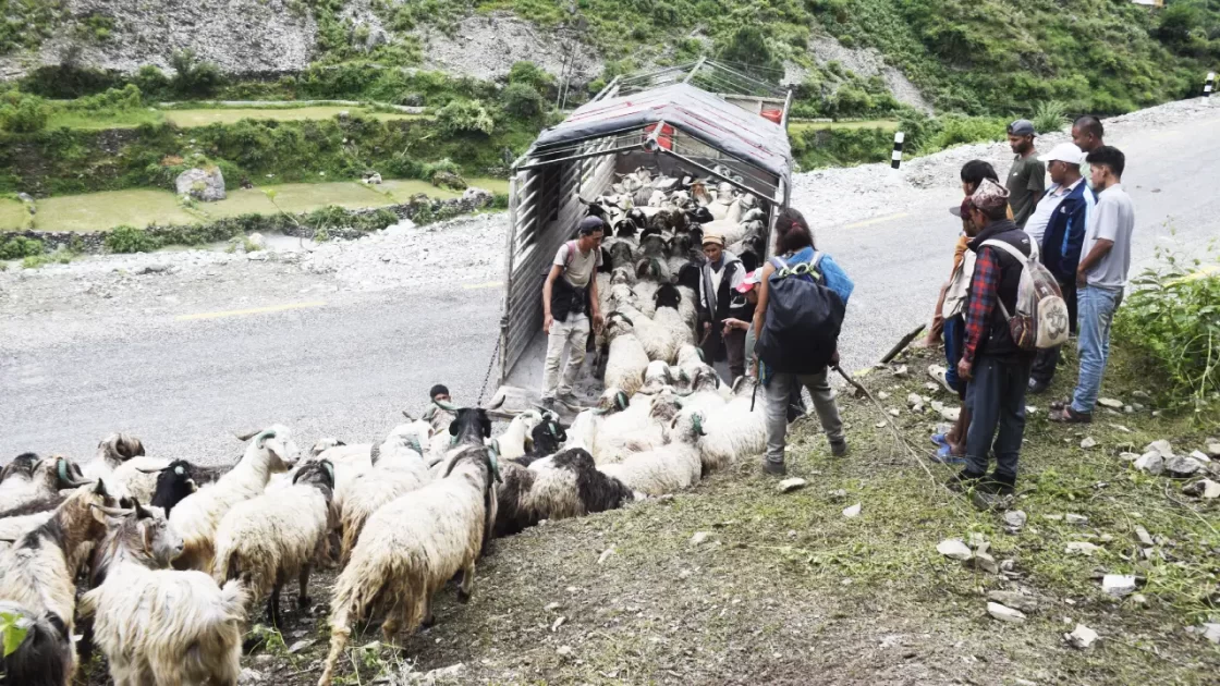 सहरको स्वादका लागि छुट्छ हिमालको दसैँ-तिहार