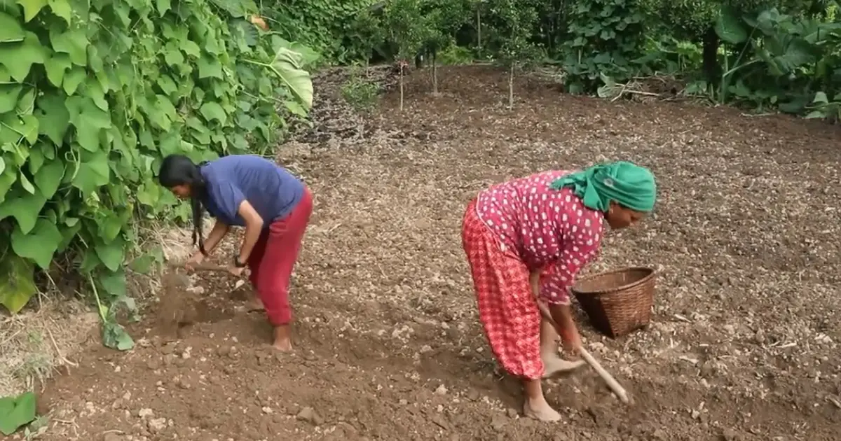हिउँदे मौसम सुरुसँगै भोजपुरका किसानलाई आलु रोप्ने चटारो