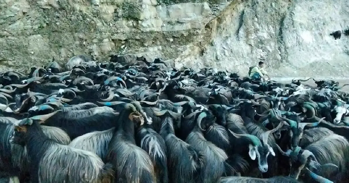 दसैँका लागि पोखरा भित्रिए झण्डै १५ हजार भेडाच्याङ्ग्रा, सिमपानी र हेमजामा हाटबजार सुरु